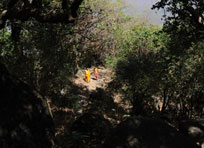 Hanuman Dhara Jungle
